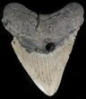 Bargain Megalodon Tooth - North Carolina #38697-2